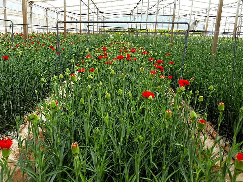 Serra con garofani Sanremo