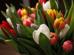 Picture for category Fiori Recisi