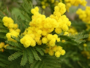 Picture for category Fronde Fiorite & Verdi