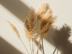 Picture for category Fiori Secchi & Preservati