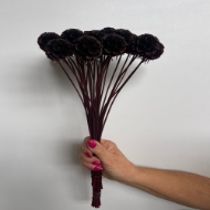 Image de SCABIOSA STELLATA  STABILIZZATA