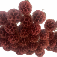 Image de SCABIOSA STELLATA  STABILIZZATA