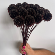 Image de SCABIOSA STELLATA  STABILIZZATA