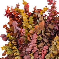 Image de EUCALYPTUS  STUARTIANA STABILIZZATO