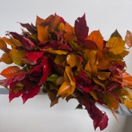 Image de SALAL STABILIZZATO