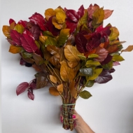 Image de SALAL STABILIZZATO