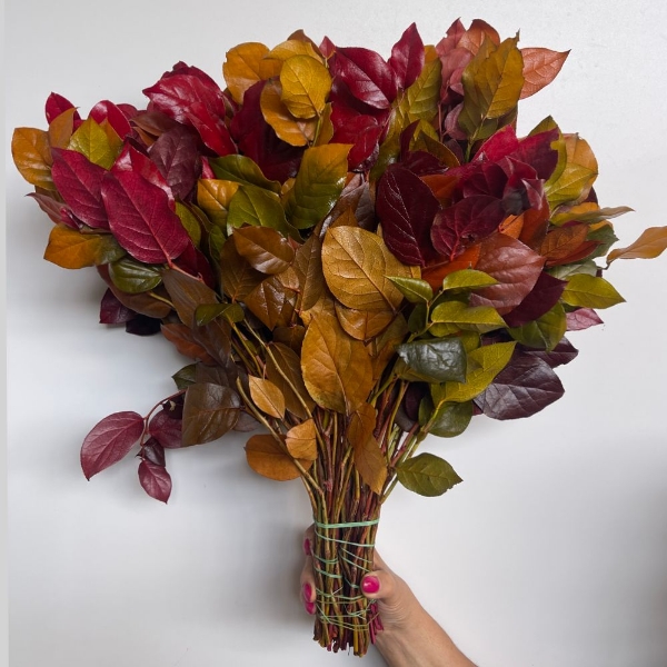 Image de SALAL STABILIZZATO