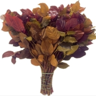 Image de SALAL STABILIZZATO