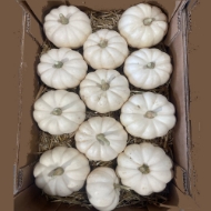 Immagine di ZUCCHE ORNAMENTALI