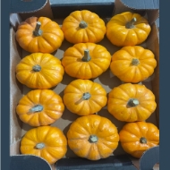 Immagine di ZUCCHE ORNAMENTALI