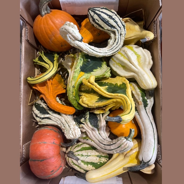 Immagine di ZUCCHE ORNAMENTALI