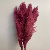 Image de PAMPAS COLORATA (GYNERIUM)