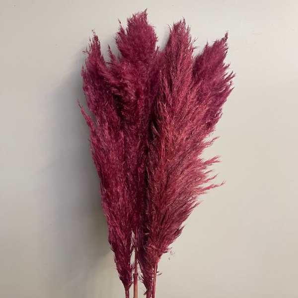 Image de PAMPAS COLORATA (GYNERIUM)