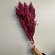 Image de PAMPAS COLORATA (GYNERIUM)