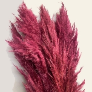 Image de PAMPAS COLORATA (GYNERIUM)