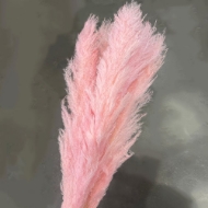 Image de PAMPAS COLORATA (GYNERIUM)