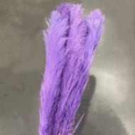 Image de PAMPAS COLORATA (GYNERIUM)