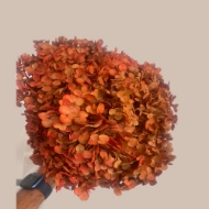 Picture of ORTENSIA  STABILIZZATA ANNABELLE 60/70 cm