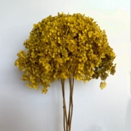 Picture of ORTENSIA  STABILIZZATA ANNABELLE 60/70 cm