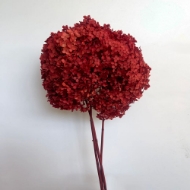 Picture of ORTENSIA  STABILIZZATA ANNABELLE 60/70 cm