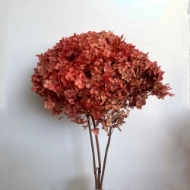 Picture of ORTENSIA  STABILIZZATA ANNABELLE 60/70 cm