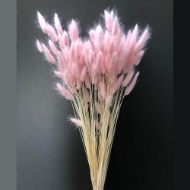 Immagine di LAGURUS COLORATO 