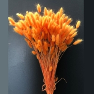 Immagine di LAGURUS COLORATO 