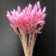 Immagine di LAGURUS COLORATO 