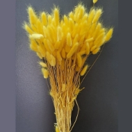 Immagine di LAGURUS COLORATO 