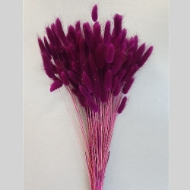 Immagine di LAGURUS COLORATO 