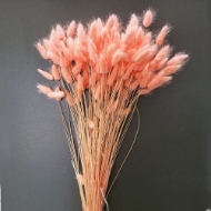 Immagine di LAGURUS COLORATO 