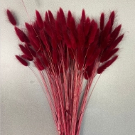 Immagine di LAGURUS COLORATO 