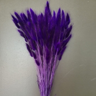 Immagine di LAGURUS COLORATO 