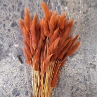 Immagine di LAGURUS COLORATO 