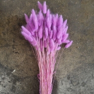 Immagine di LAGURUS COLORATO 