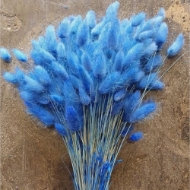 Immagine di LAGURUS COLORATO 