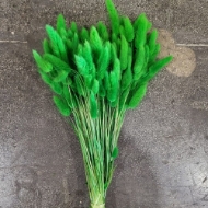 Immagine di LAGURUS COLORATO 