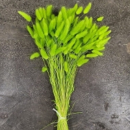 Immagine di LAGURUS COLORATO 