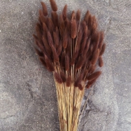 Immagine di LAGURUS COLORATO 