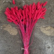 Immagine di LAGURUS COLORATO 