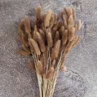 Immagine di LAGURUS COLORATO 