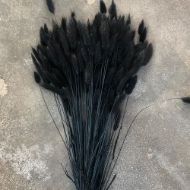 Immagine di LAGURUS COLORATO 