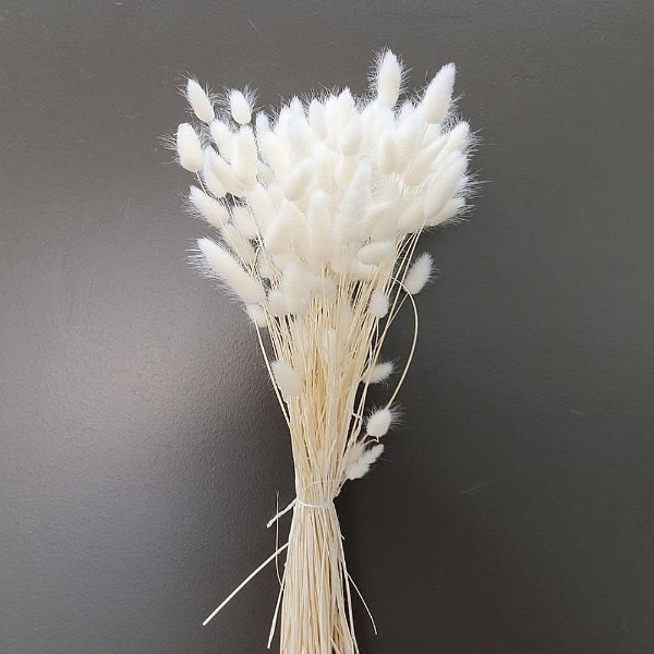 Image de LAGURUS SBIANCATO