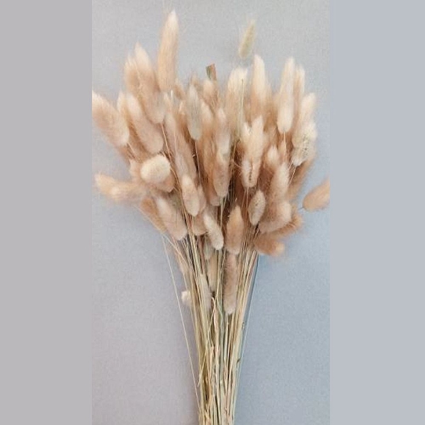 Immagine di LAGURUS NATURALE