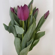 Picture of TULIPANI (PRODUZIONE FRANCIA)