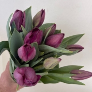 Picture of TULIPANI (PRODUZIONE FRANCIA)