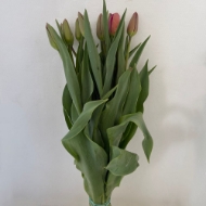 Picture of TULIPANI (PRODUZIONE FRANCIA)