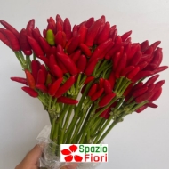 Image de PEPERETTA PAPRIKA ORNAMENTALE