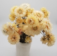 Immagine di HELYCRYSUM BRACTEATUM (fiore di paglia)