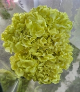 Immagine di ORTENSIA  STABILIZZATA MACROPHILA 45/50 cm